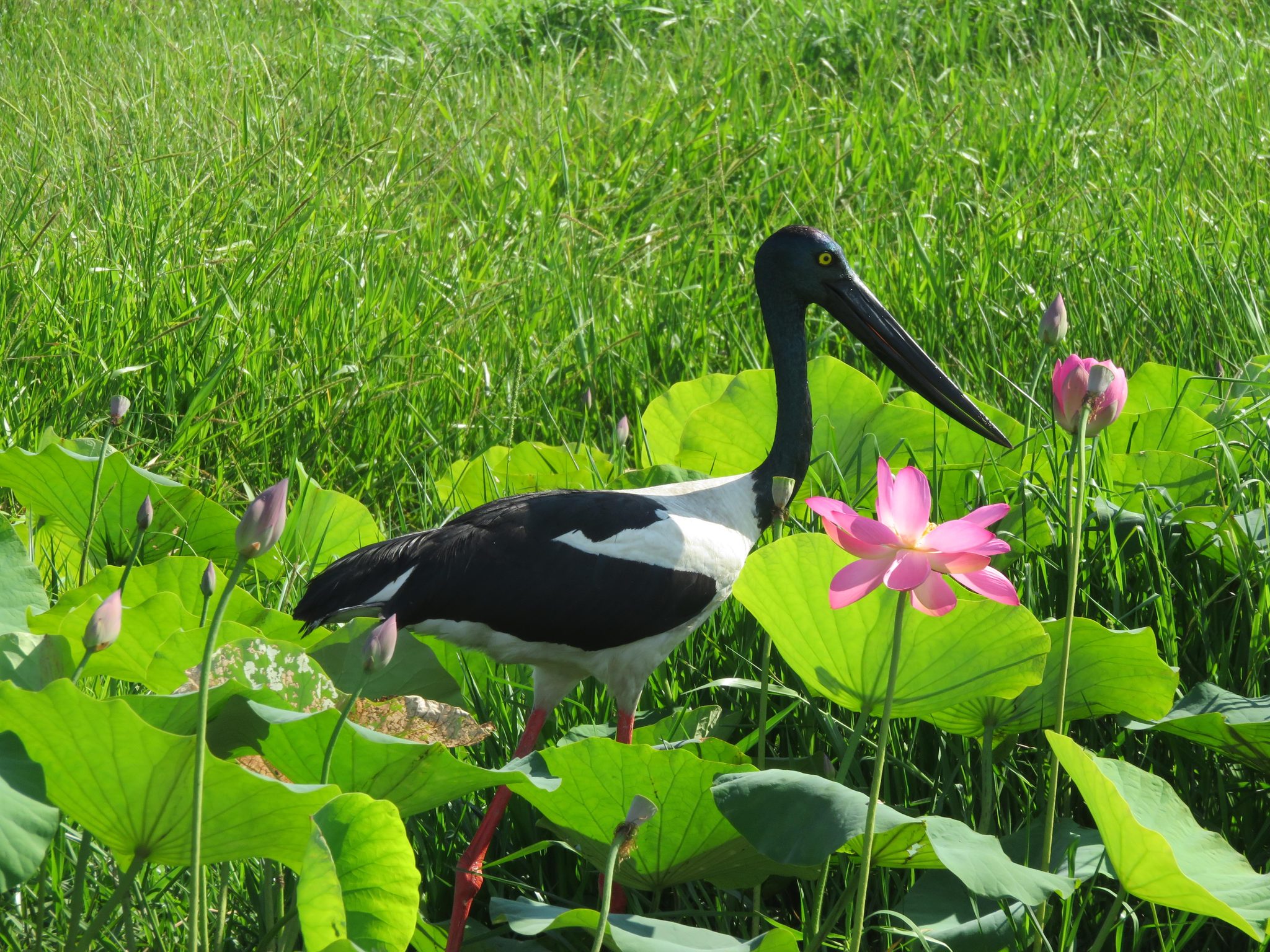 Wetland Cruises in Darwin, NT — photo 1