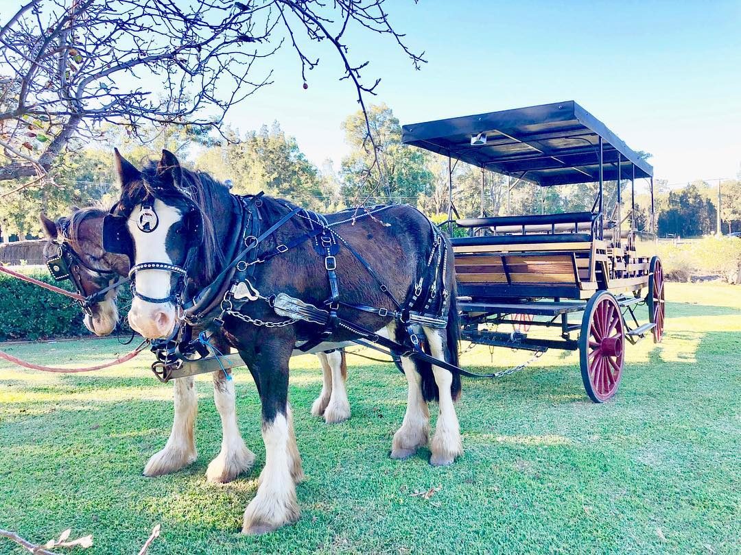 Hunter Valley Horses in Pokolbin, NSW — photo 2