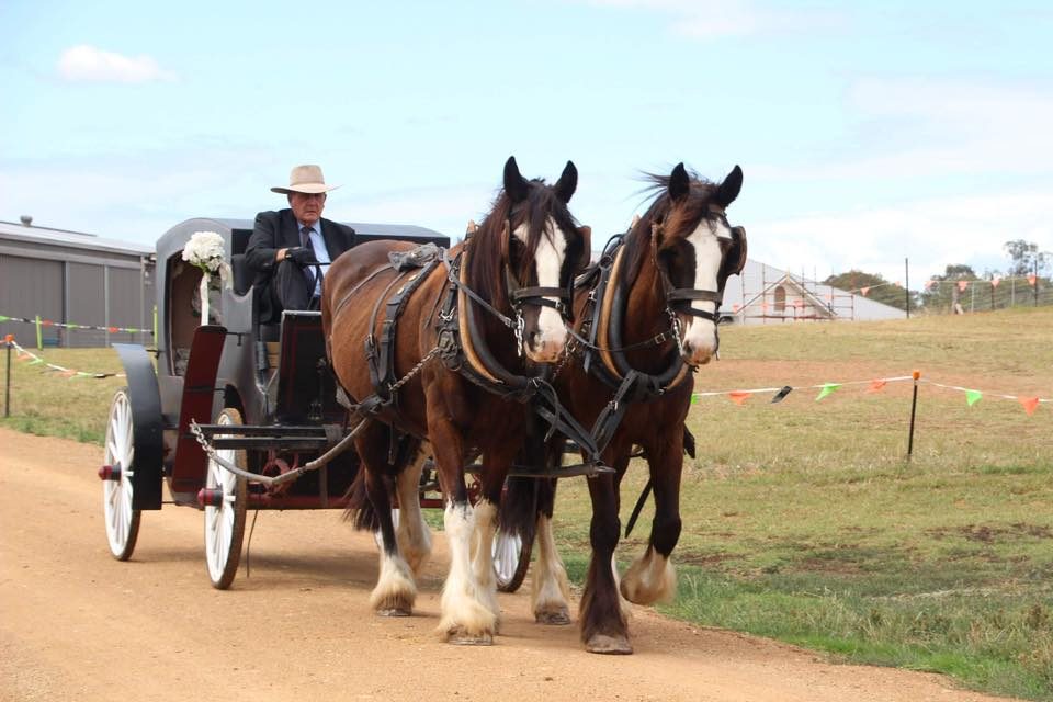 Hunter Valley Horses in Pokolbin, NSW — photo 4