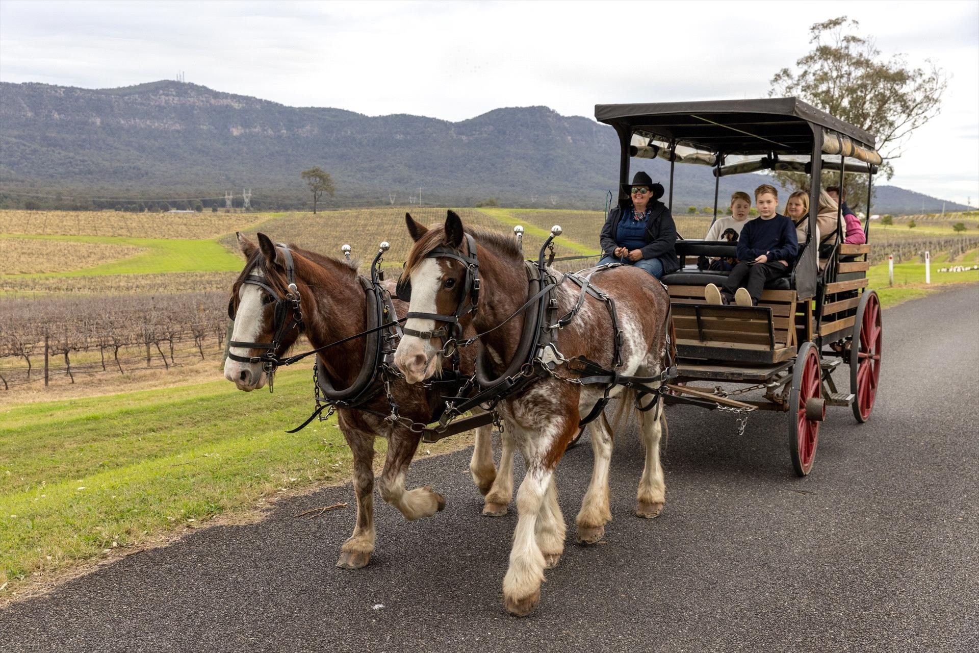 Hunter Valley Horses in Pokolbin, NSW — photo 1
