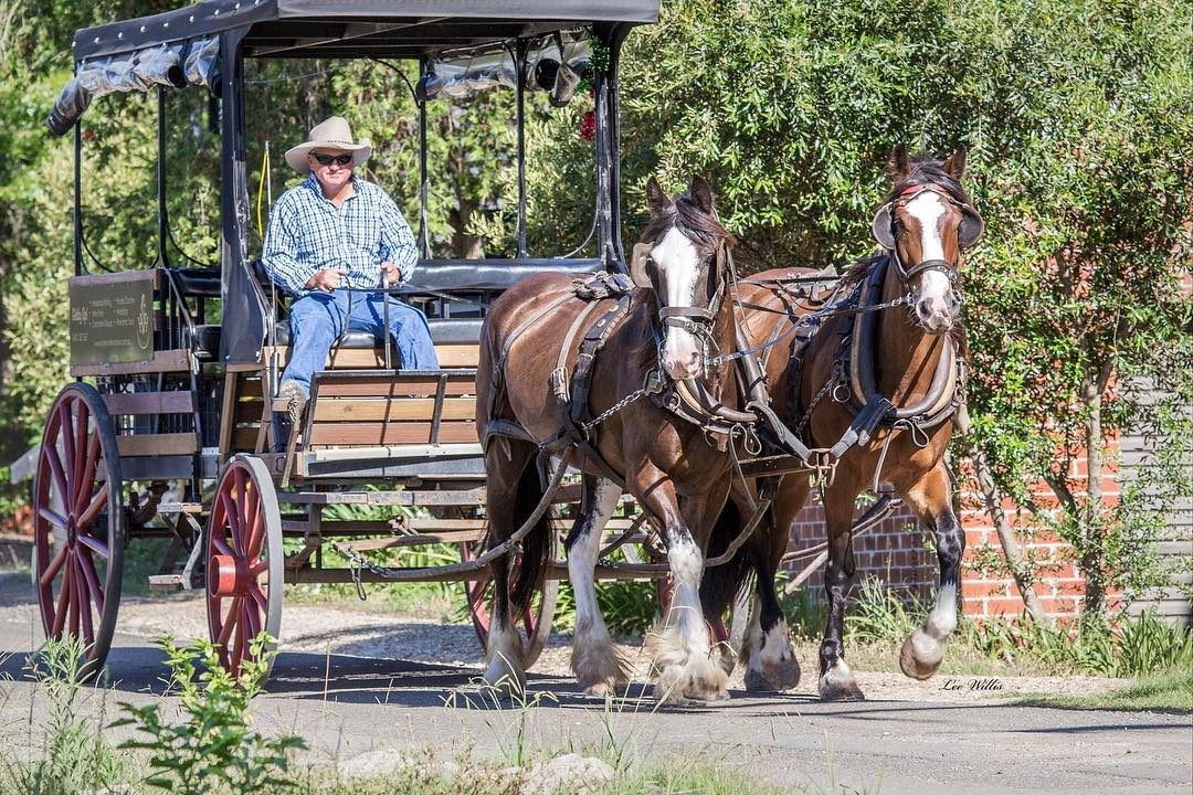 Hunter Valley Horses in Pokolbin, NSW — photo 5