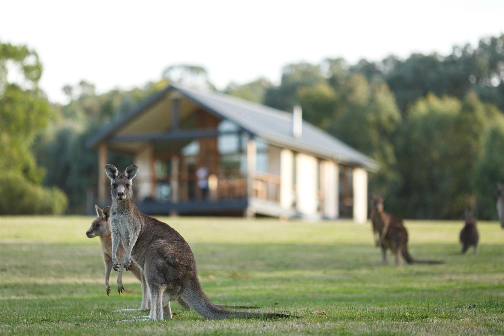 Yering Gorge Cottages by The Eastern Golf Club — Yering, VIC