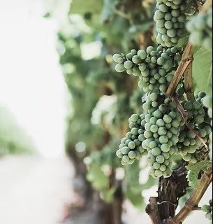 Tamar Wine in Loira, TAS — photo 5