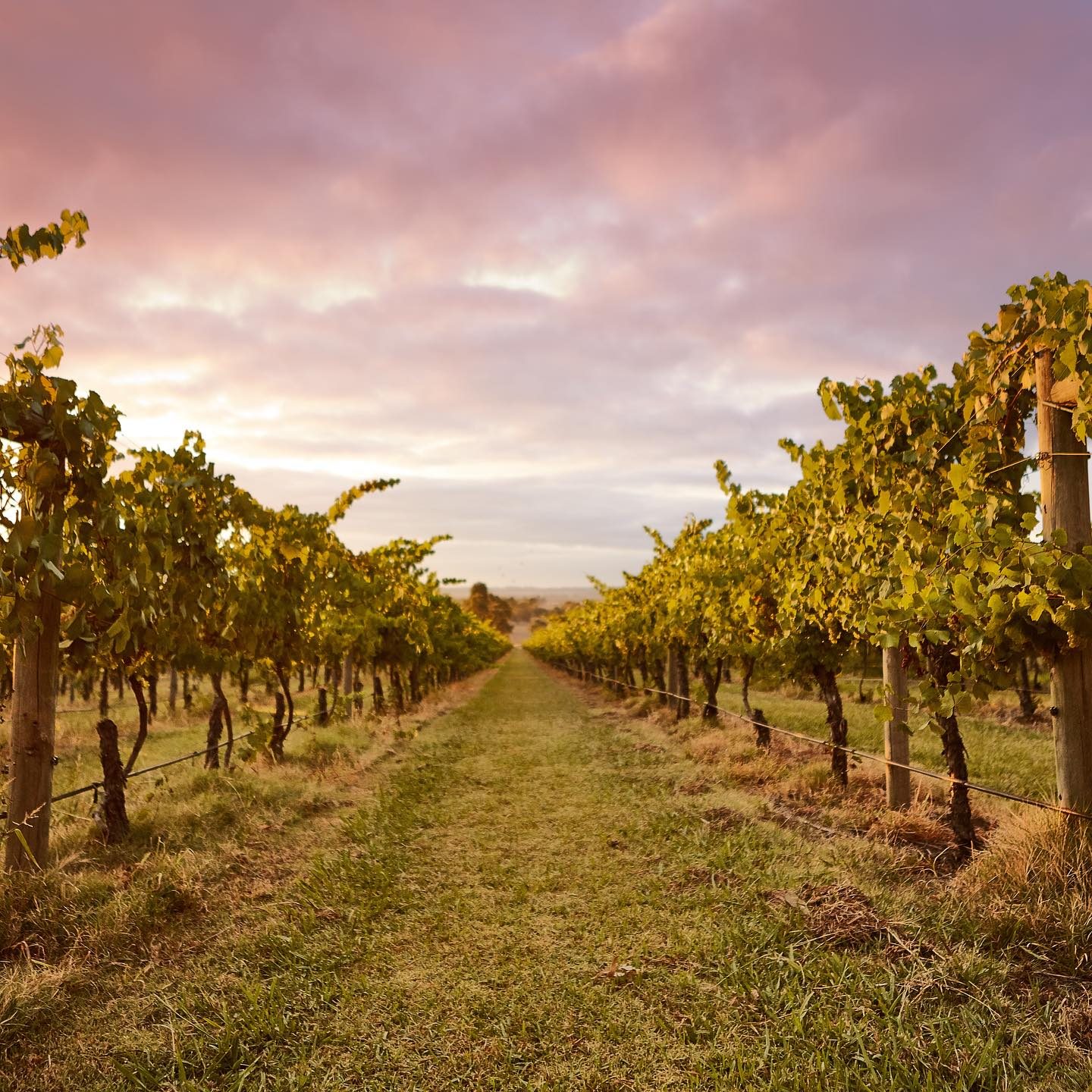 Australian Wine Tour Company in Footscray, VIC — photo 1