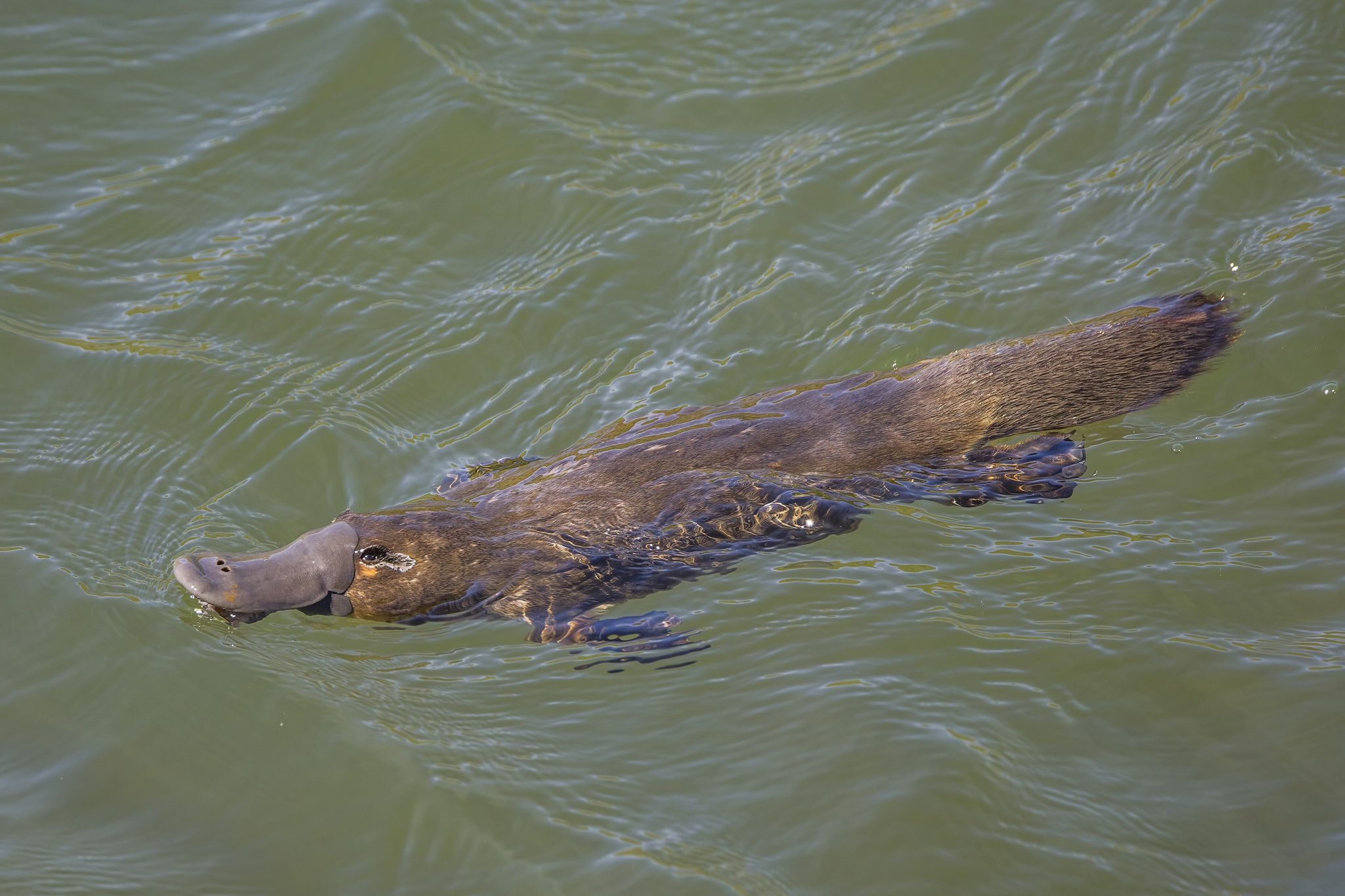 Platypus Camp in Gippsland — photo 1