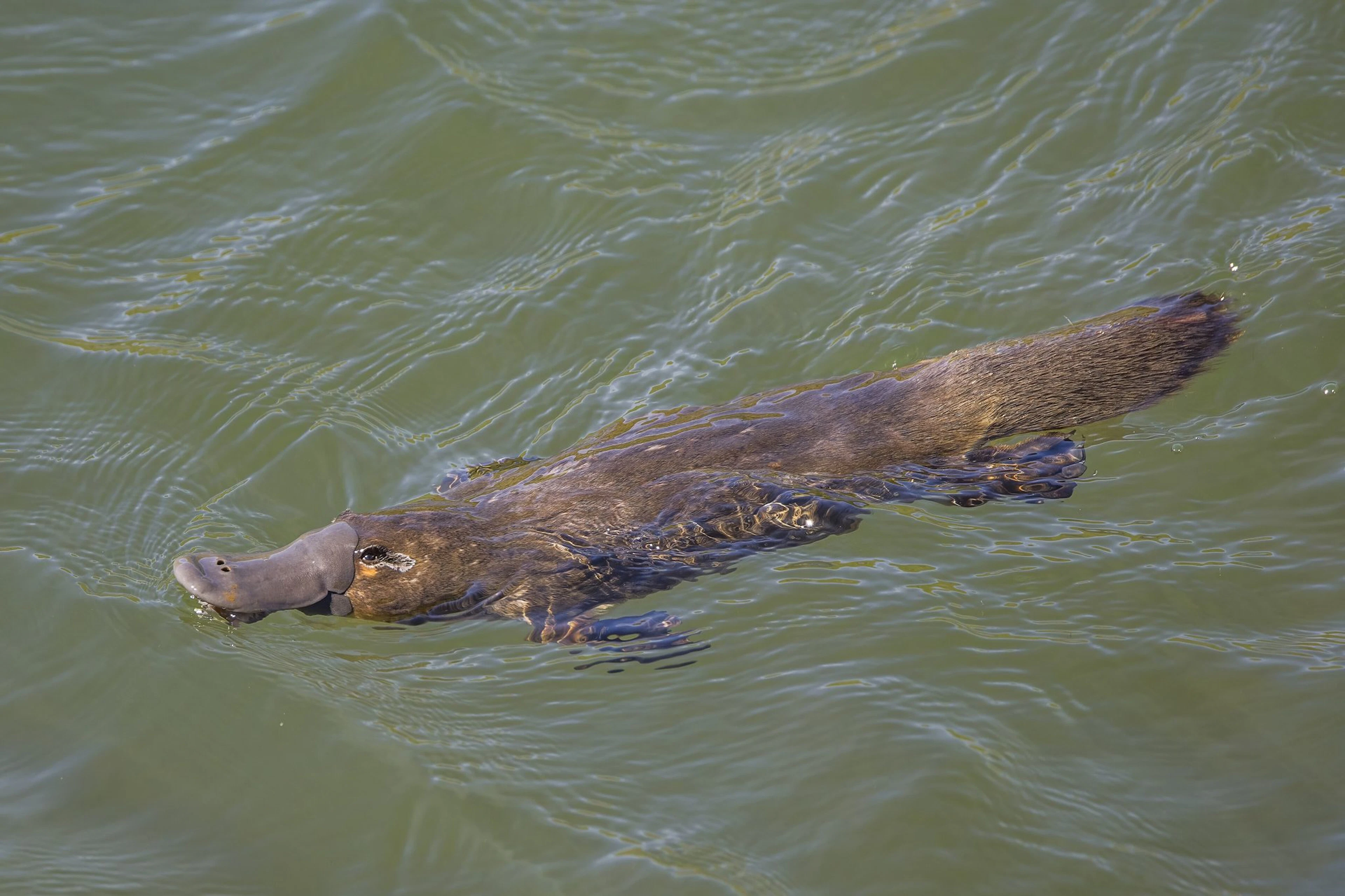 Platypus Camp in Gippsland — photo 1