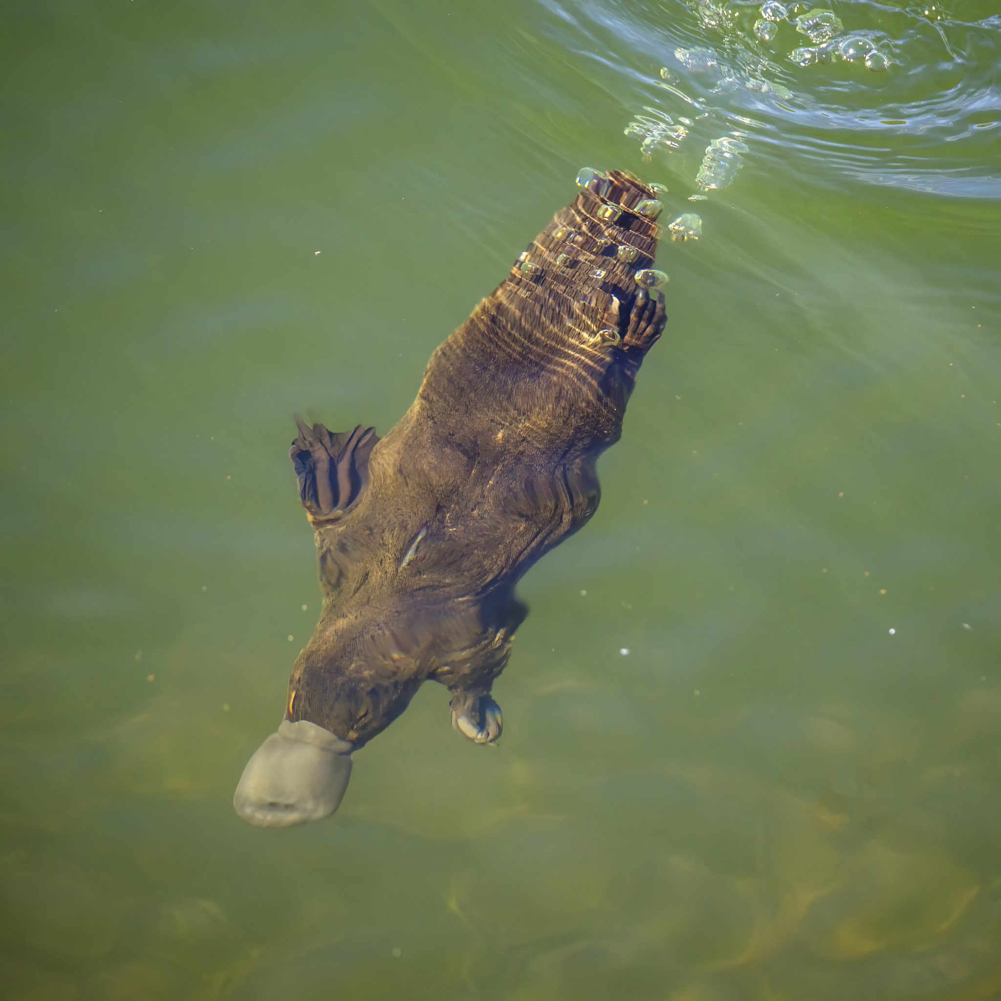 Platypus Camp — VIC